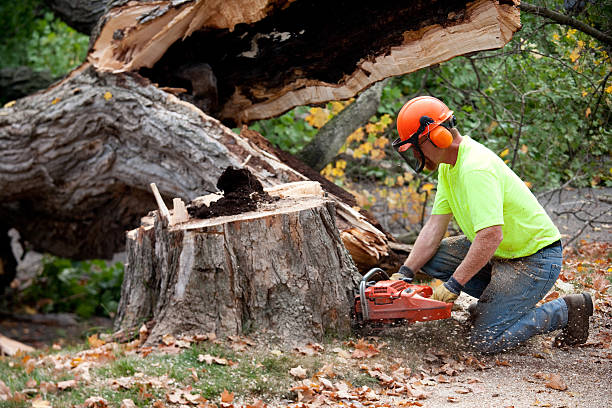 The Steps Involved in Our Tree Care Process in Pine Bluff, AR